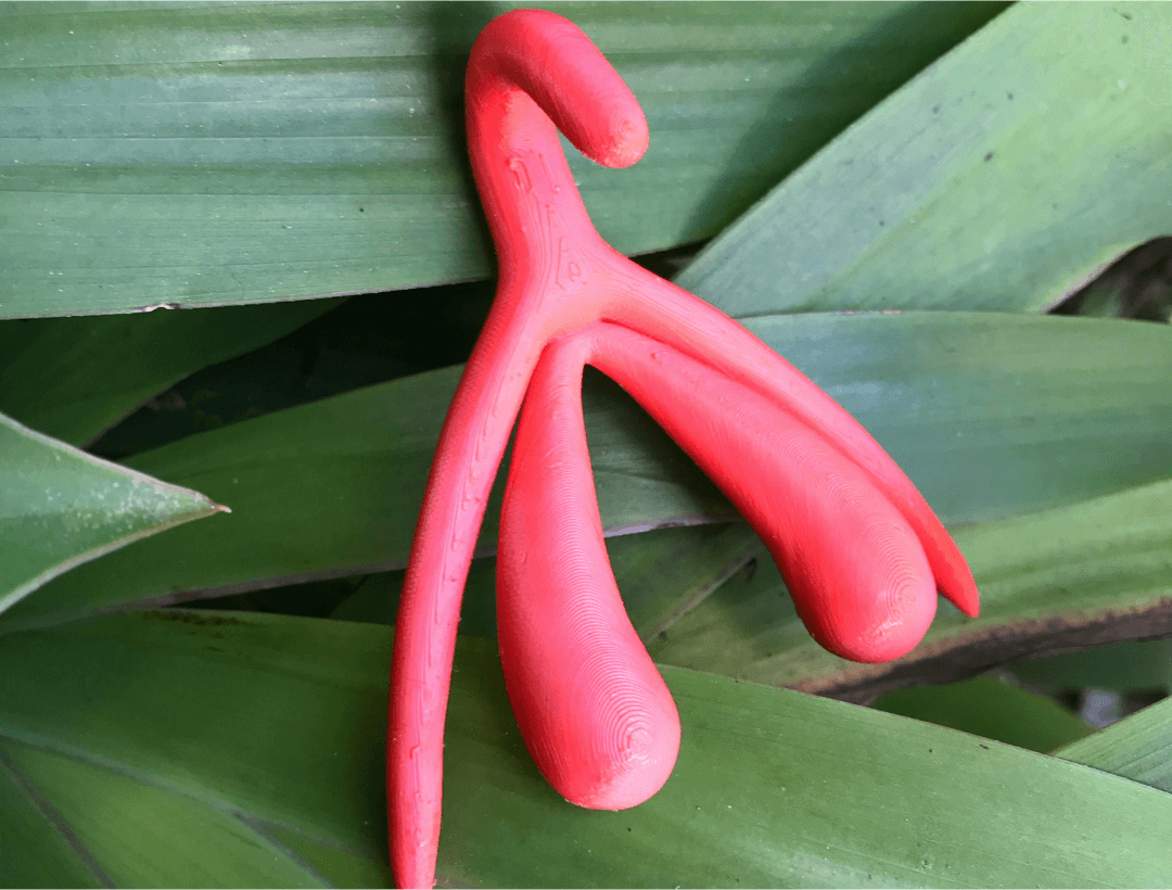 Anatomia łechtaczki - obraz ukazujący jej ukrytą budowę